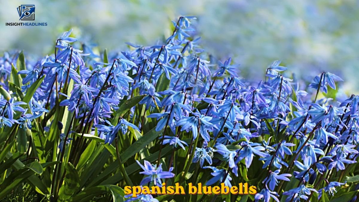 Spanish Bluebells vs English Bluebells: Key Differences